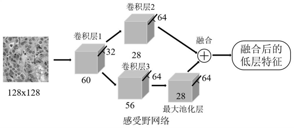 Thyroid cancer pathological image classification method based on deep learning