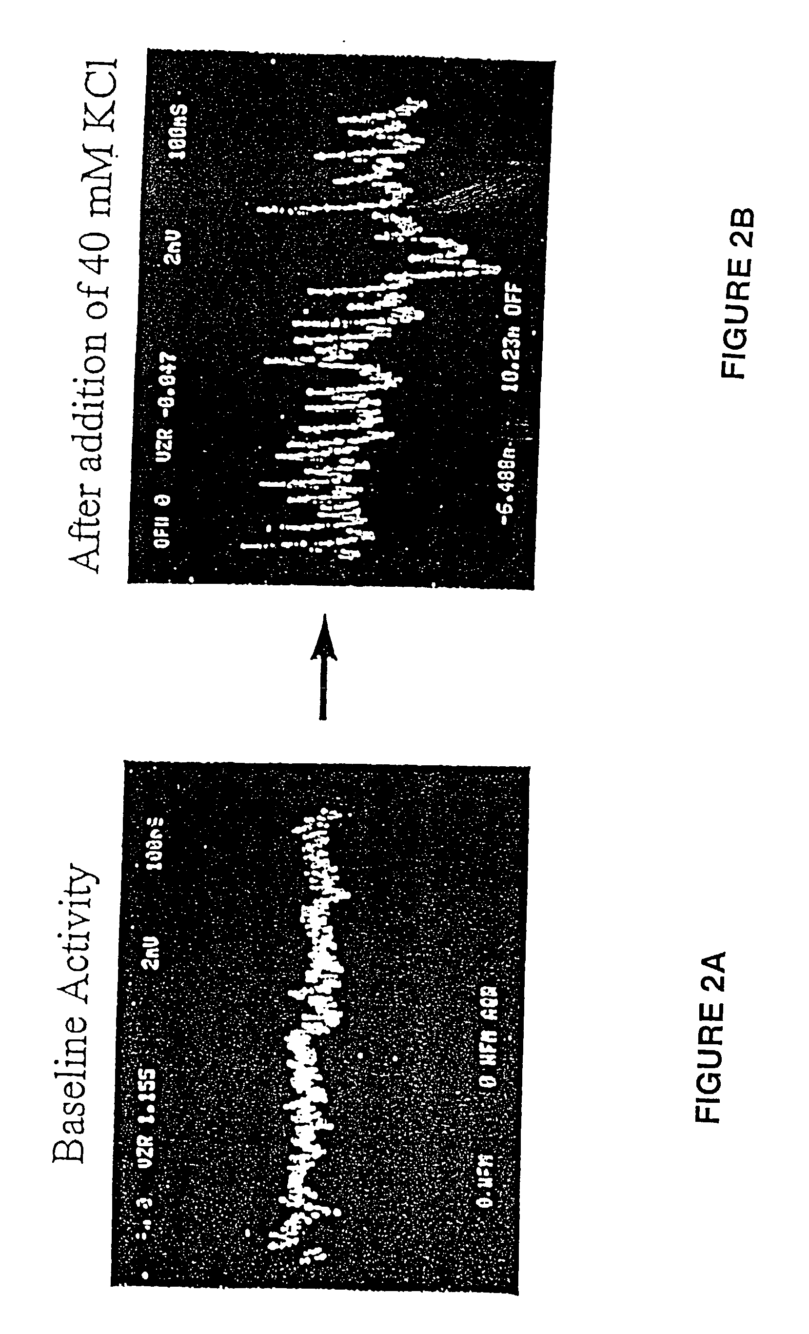 High throughput functional genomics