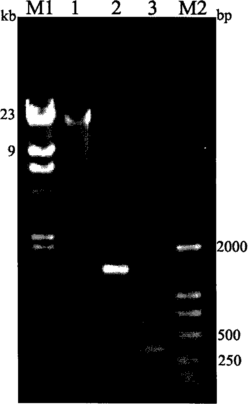 Mangrove rhizosphere azotobacter (DZY-N33) and use thereof