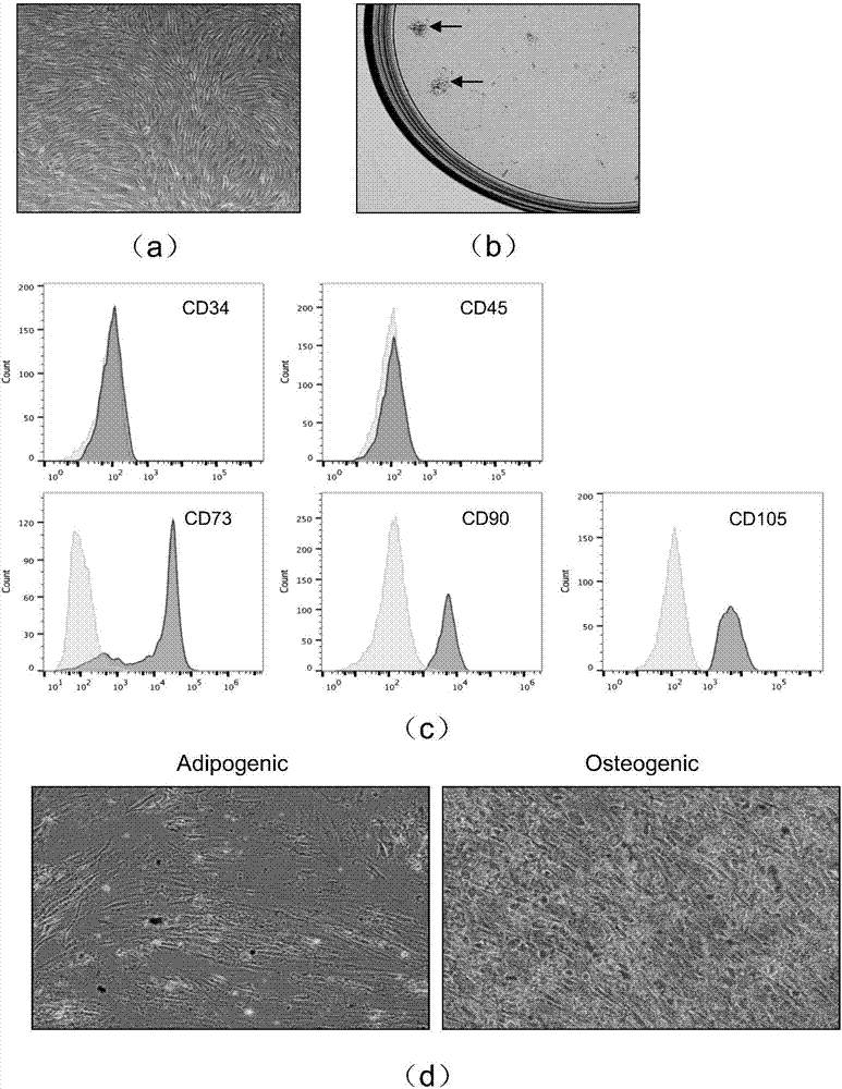 Application of human synovial membrane fibroblasts to treating rheumatoid arthritis