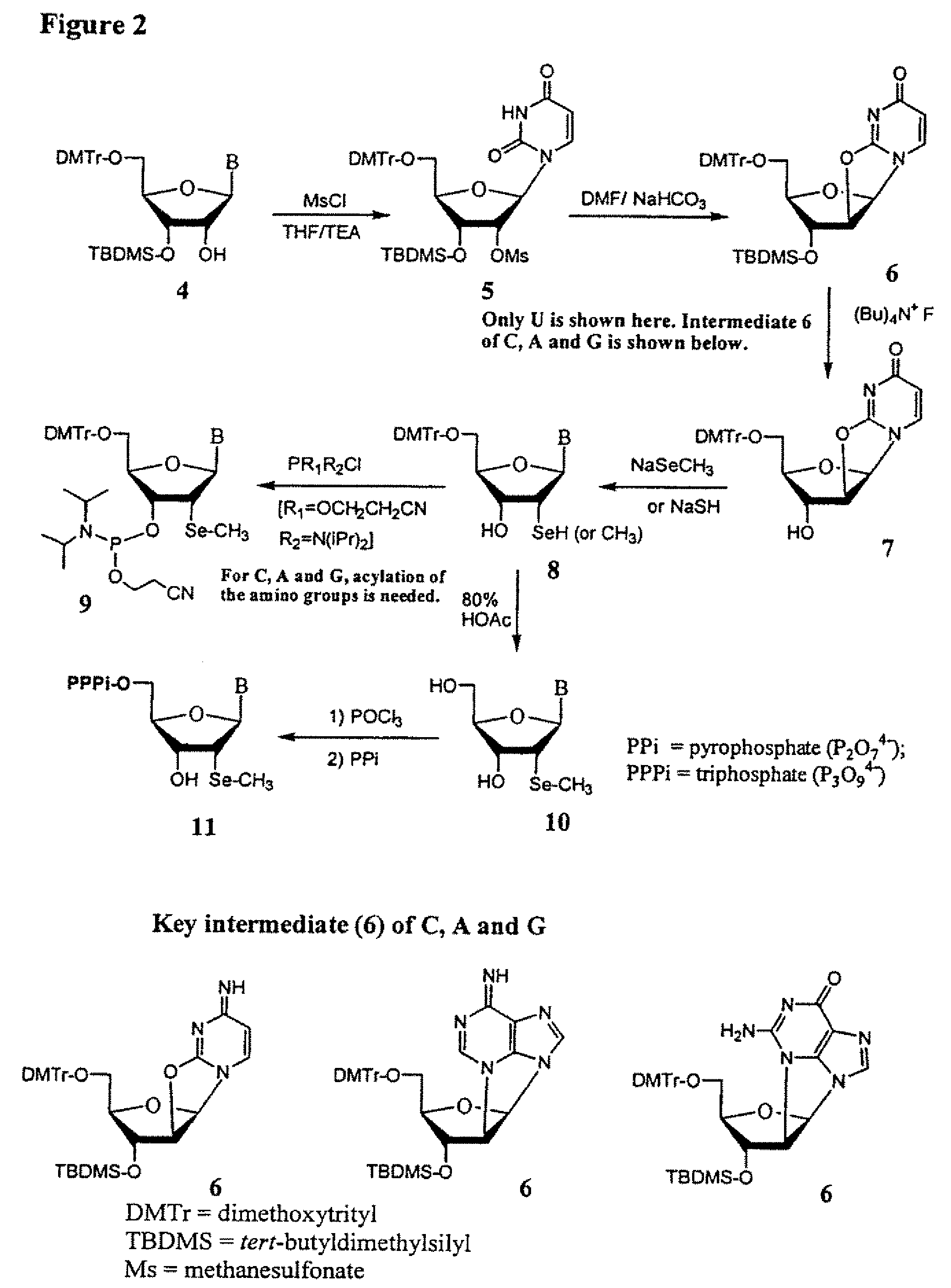 Synthesis of selenium-derivatized nucleosides, nucleotides, phosphoramidites, triphosphates and nucleic acids