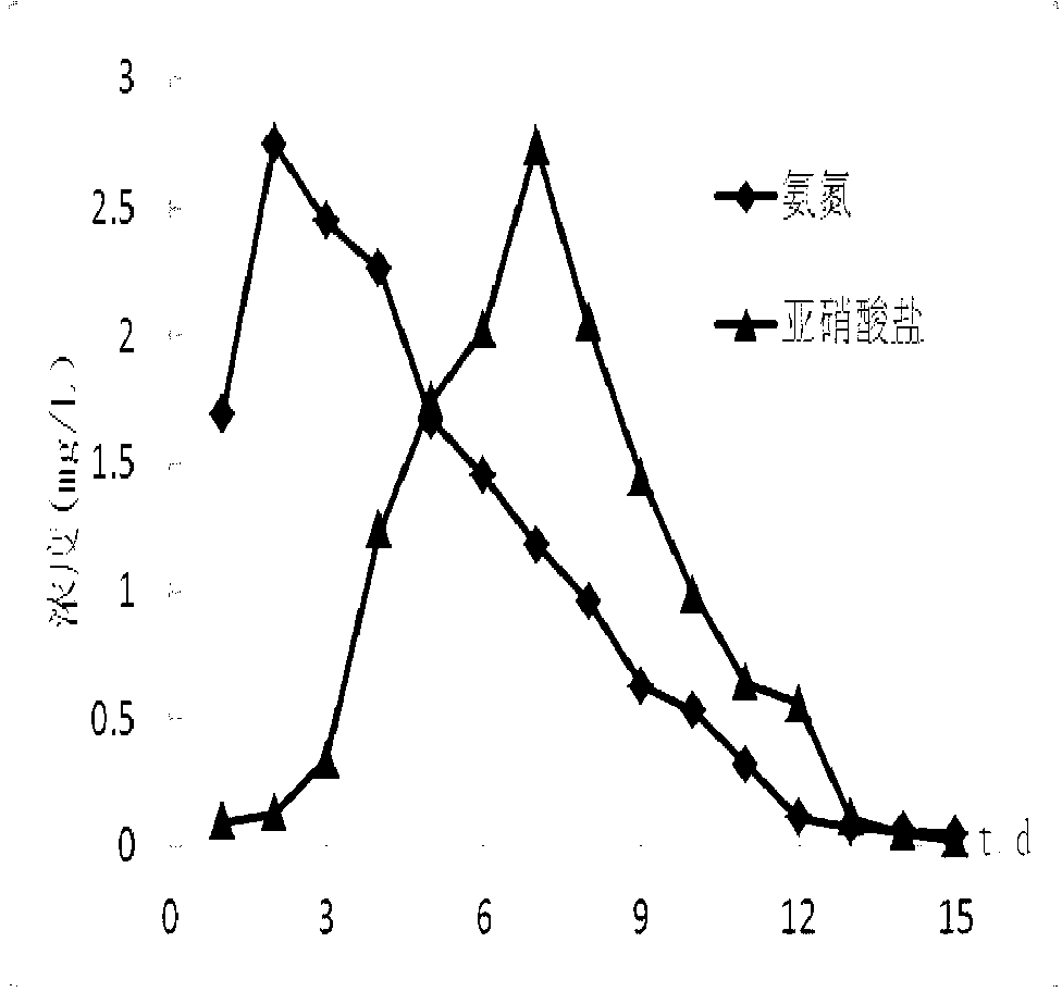 Ammonia oxidizing bacterium enriching device and method suitable for purifying micro-polluted water and application of ammonia oxidizing bacterium enriching device and method