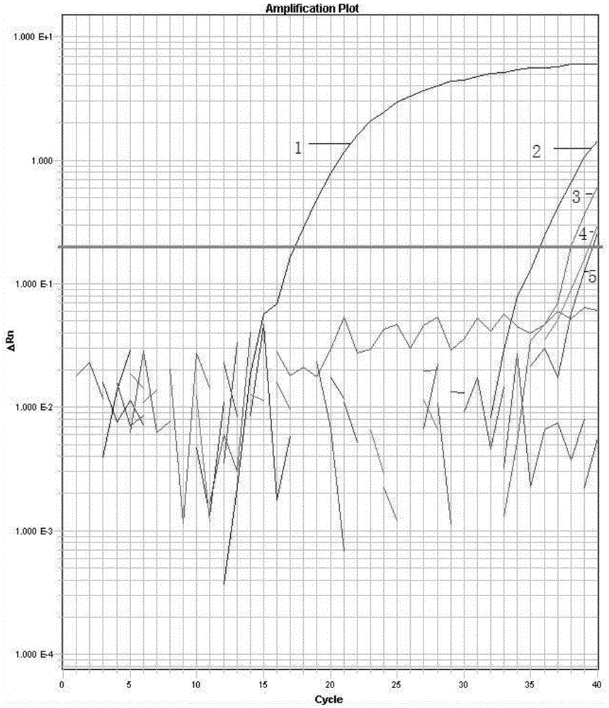 Primer and probe for Zygosaccharomyces bailii detection and detection method thereof