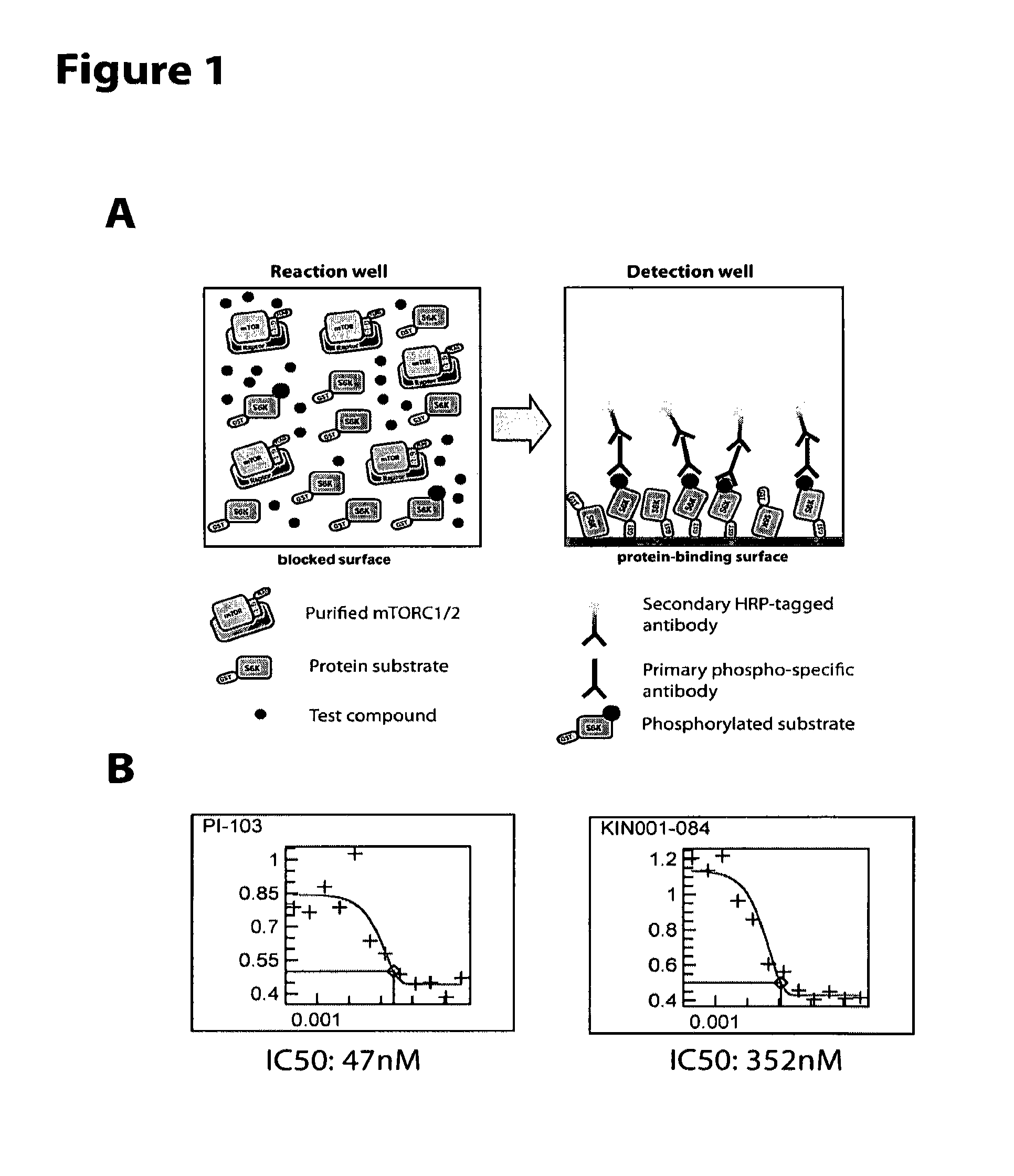 Soluble mTOR complexes and modulators thereof