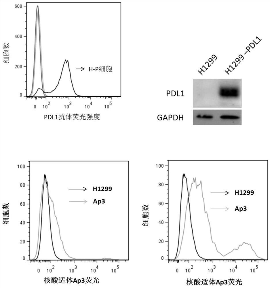 Nucleic acid aptamer for detecting human pdl1 protein and its application in preparation of detection preparation