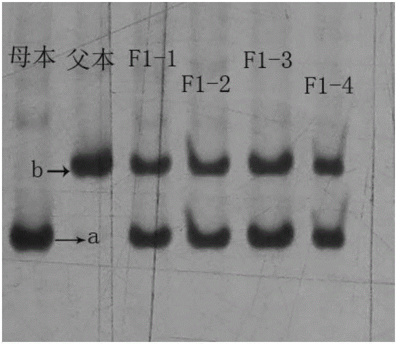 Primer for purity identification of cucumber 'Yueqing 1' hybrid seed and method