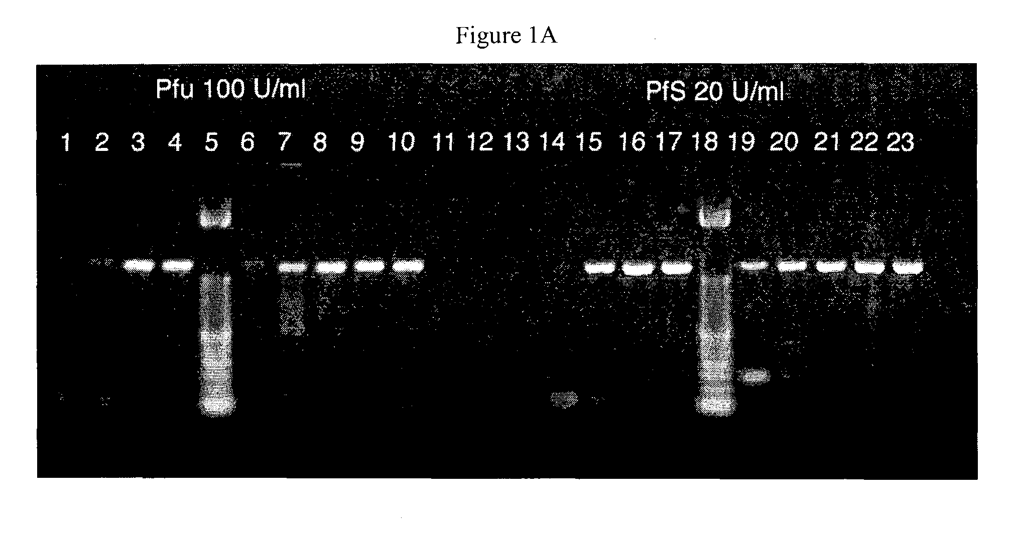 Methods of using improved polymerases