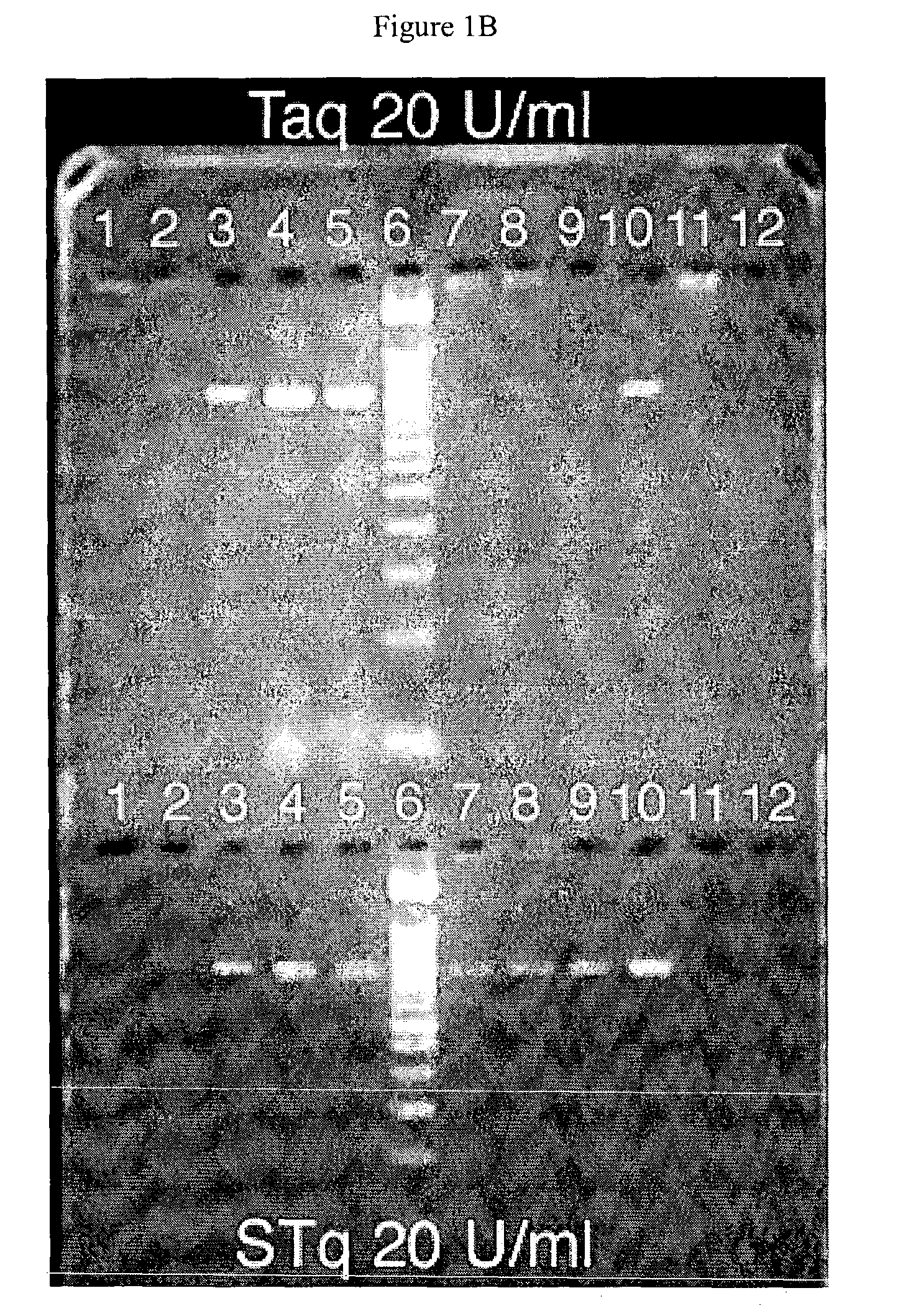 Methods of using improved polymerases