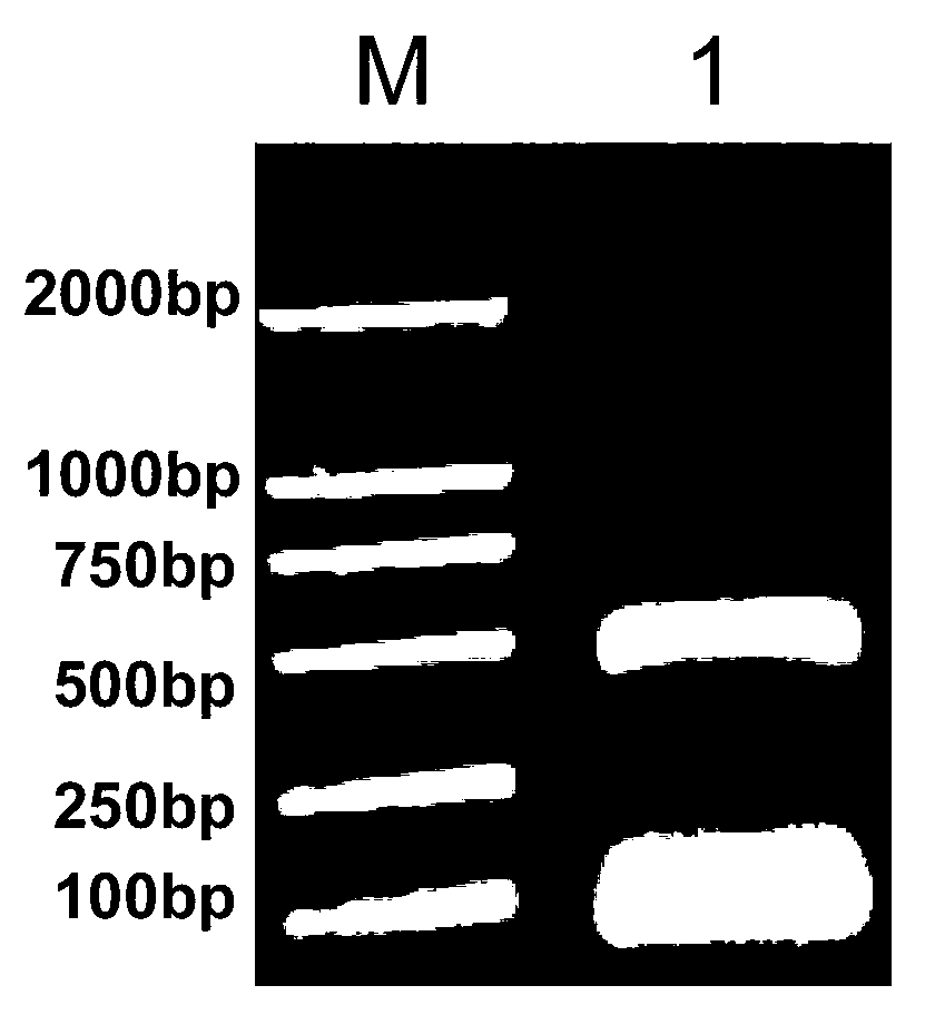 Dendrobium nobile florigen DnFT gene and cloning method and application thereof