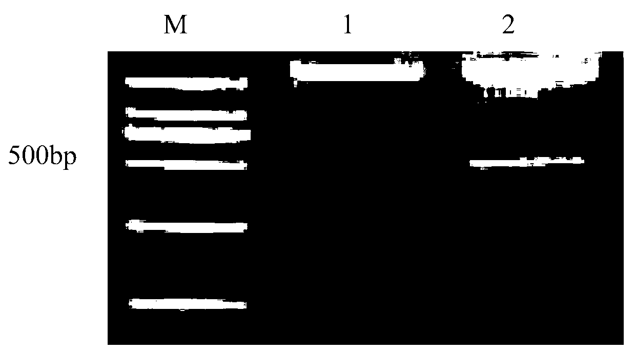 Dendrobium nobile florigen DnFT gene and cloning method and application thereof