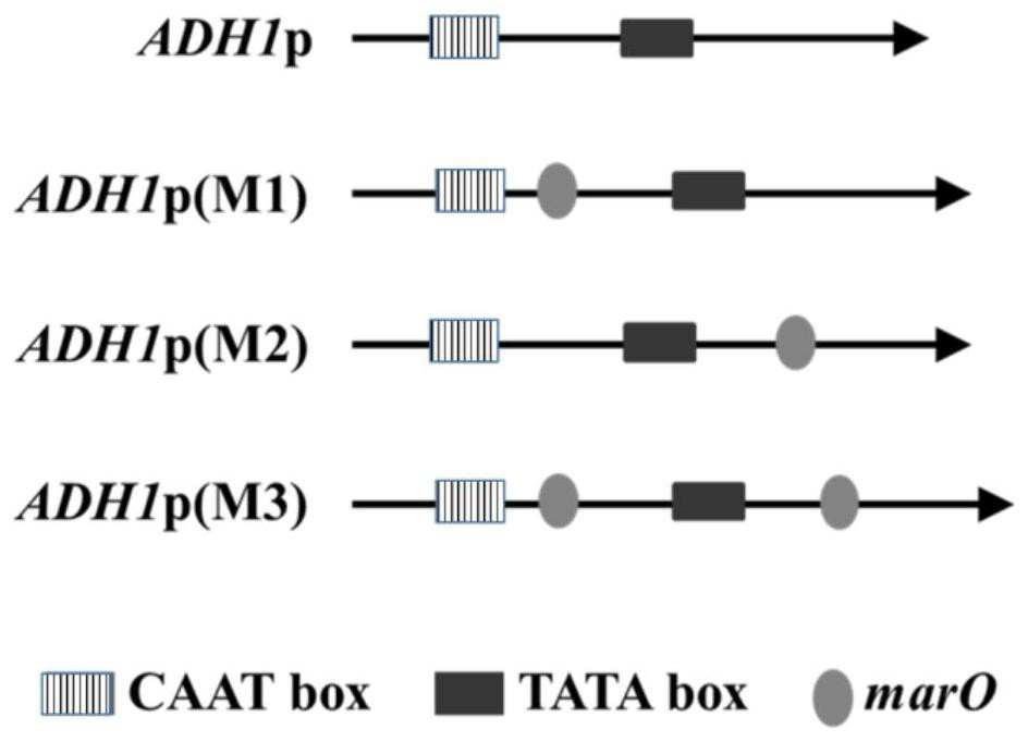 Yeast promoters with reduced regulatory strength and their application in metabolic flux regulation