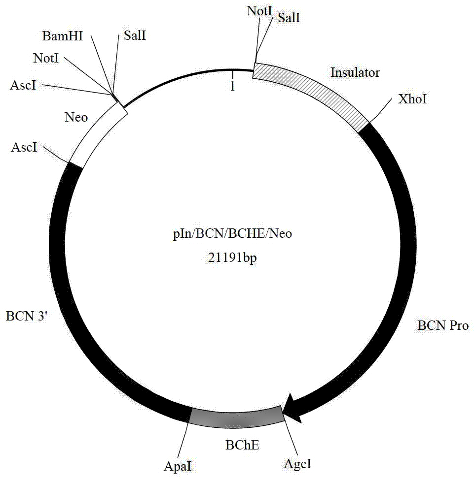 Method for large-scale production of recombinant human butyrylcholinesterase using transgenic animal mammary gland biological platform