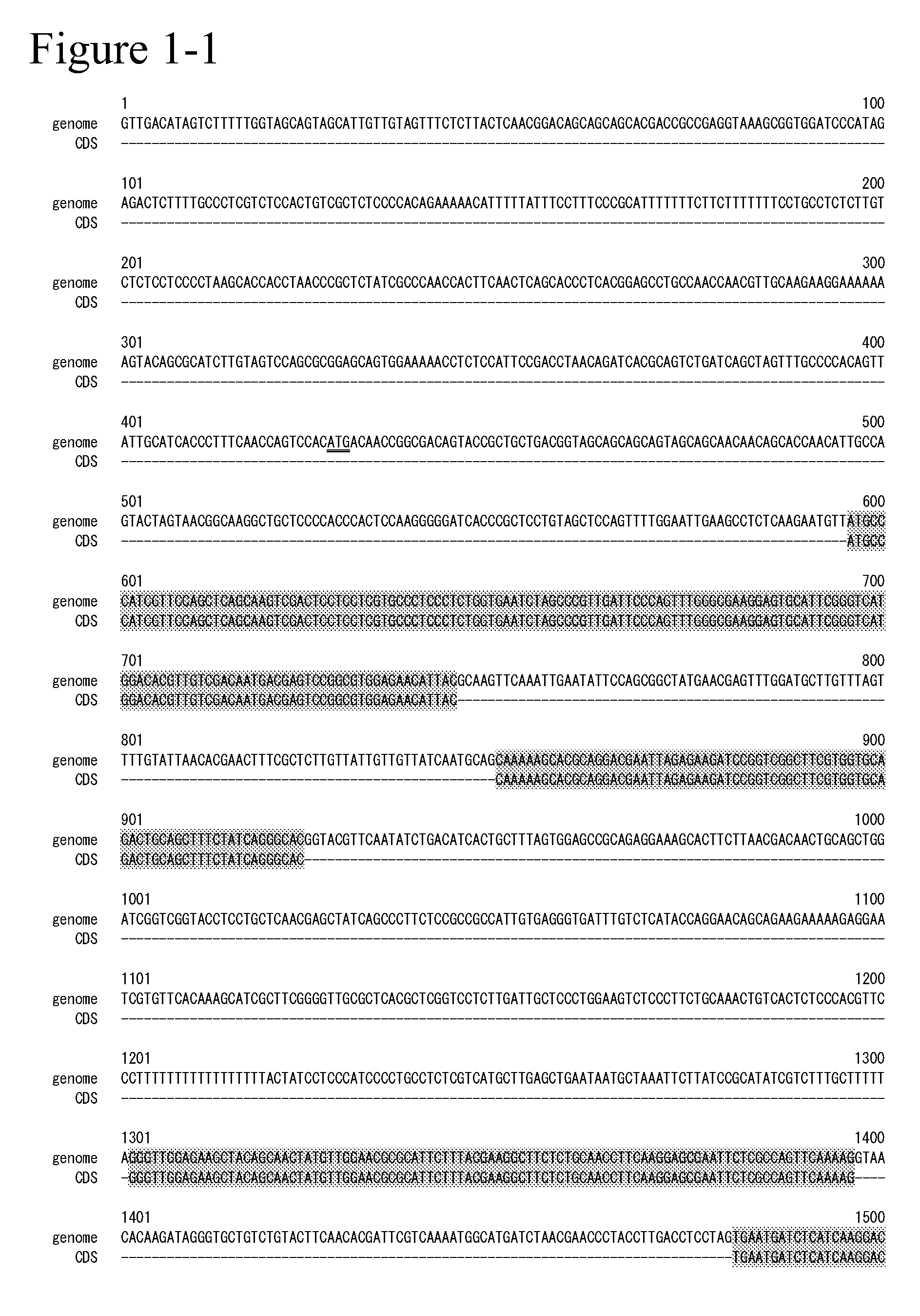 Glycerol 3-phosphate acyltransferase homologue and use thereof