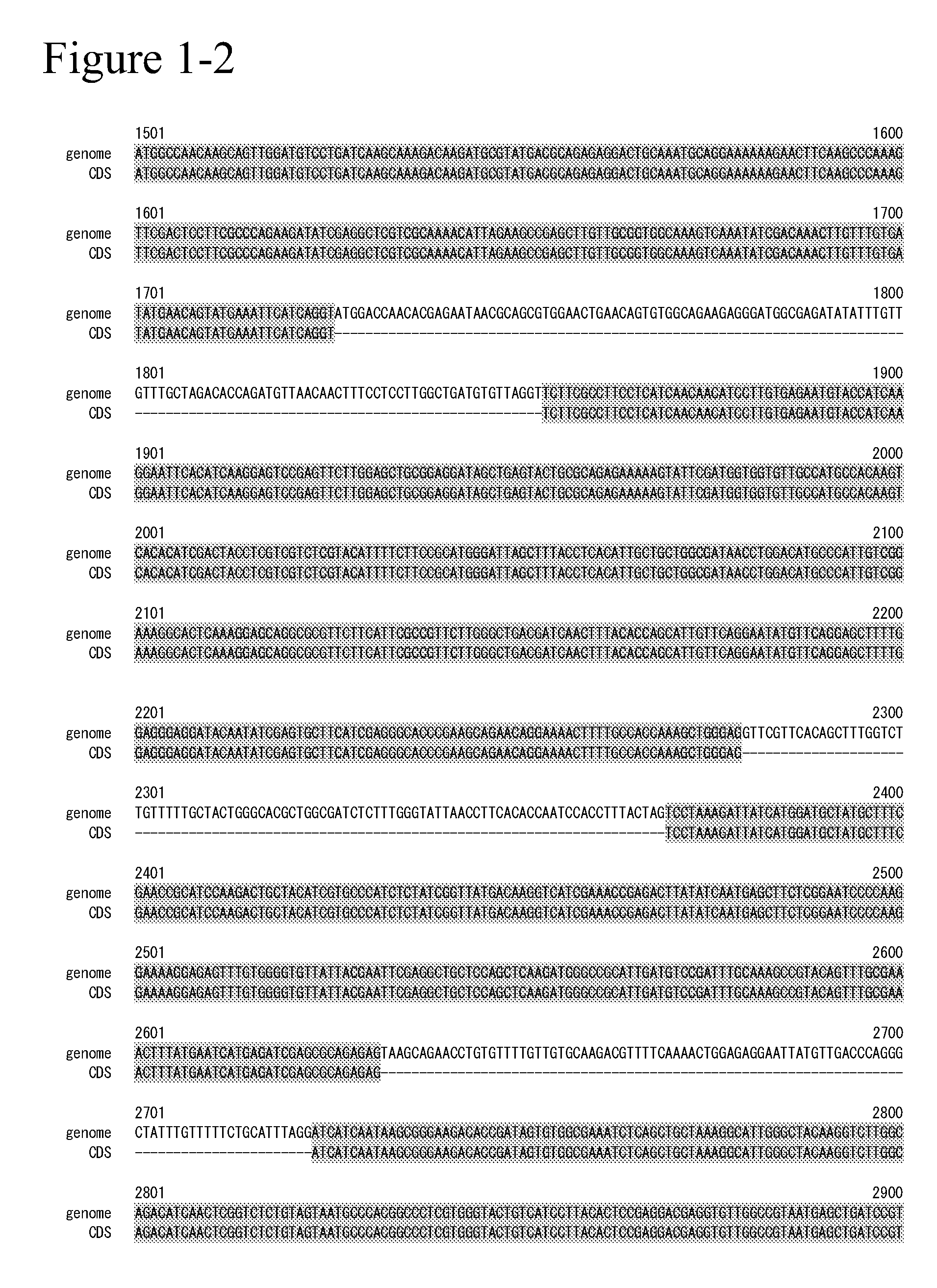 Glycerol 3-phosphate acyltransferase homologue and use thereof