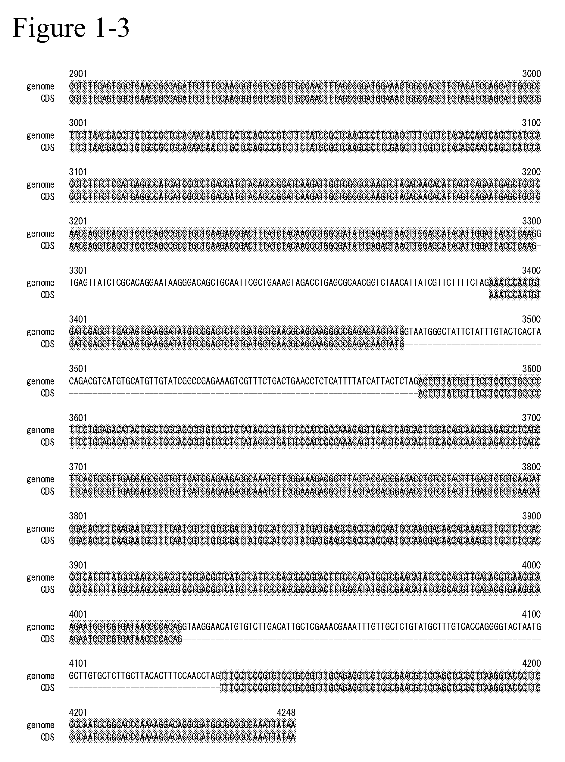 Glycerol 3-phosphate acyltransferase homologue and use thereof