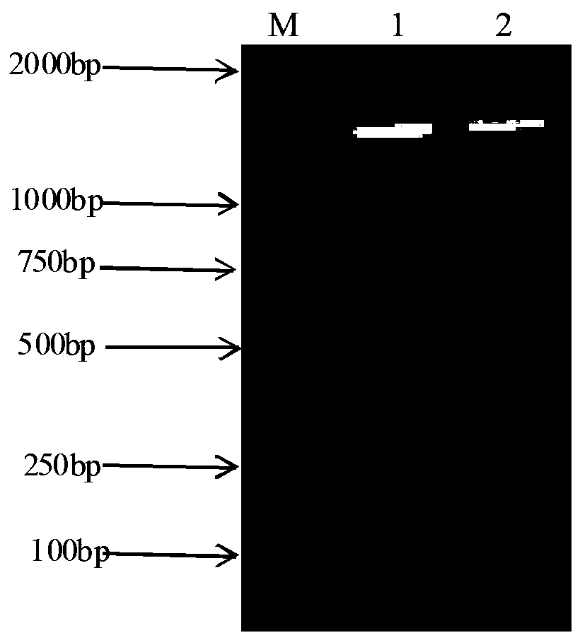 Streptococcus equi strain XJMSY16-1 and application thereof in streptococcus equi vaccine