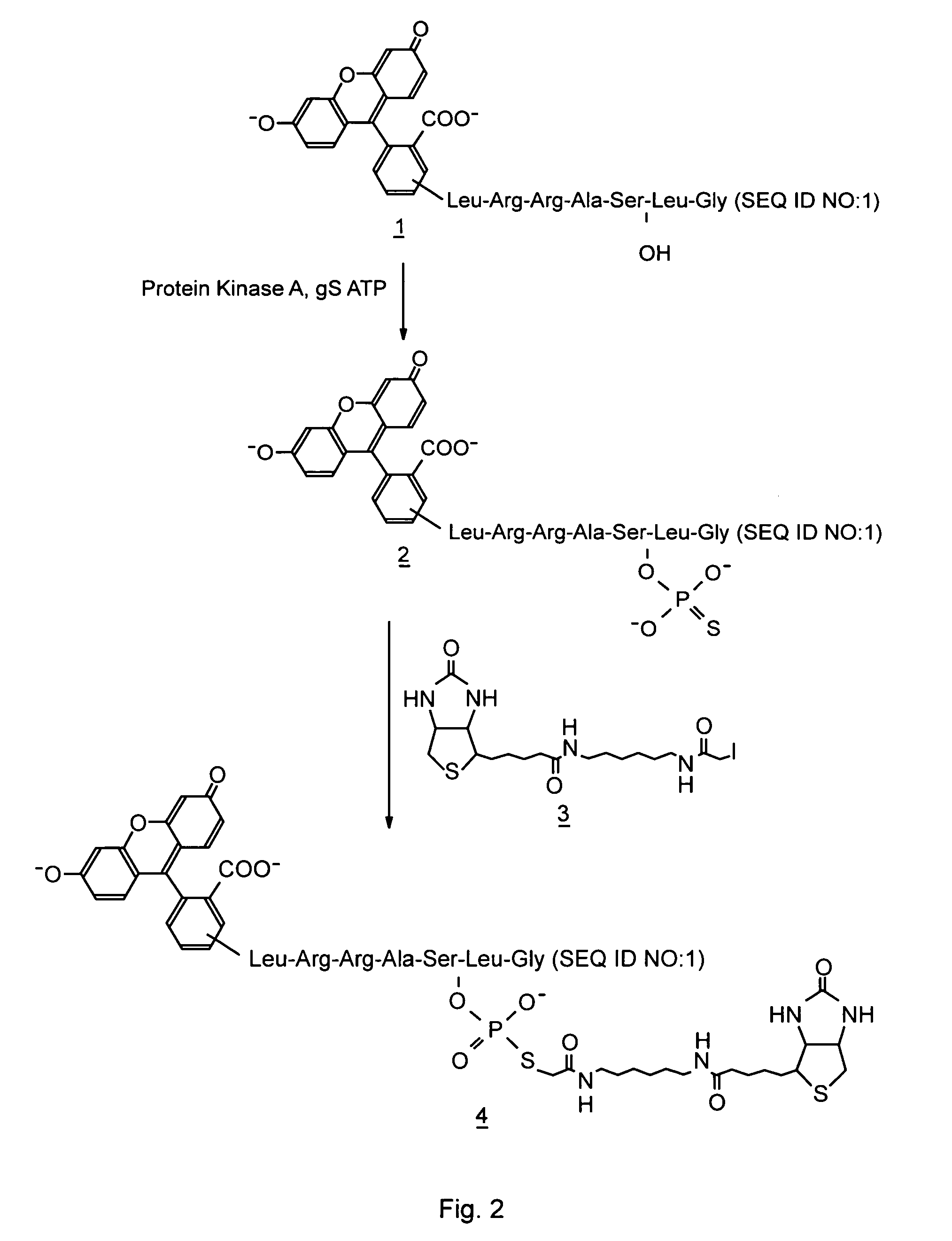 Homogeneous assay methods