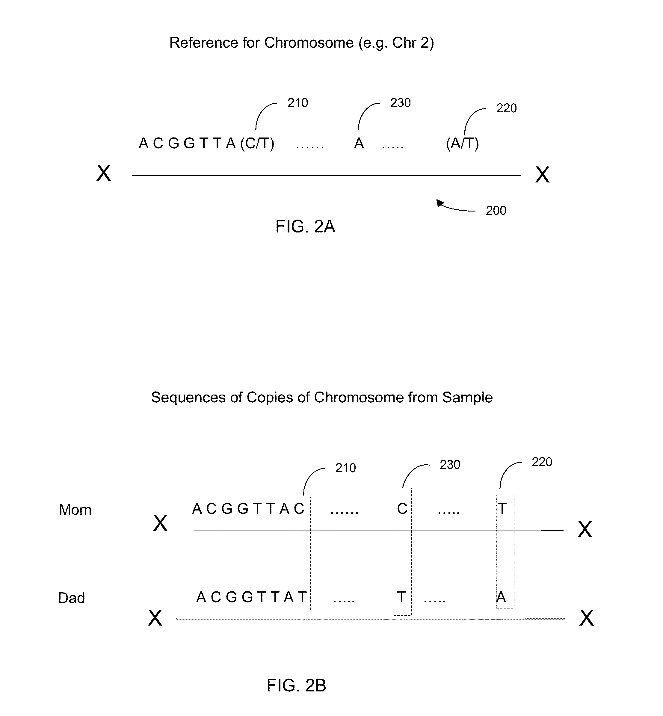 Phasing of heterozygous loci to determine genomic haplotypes