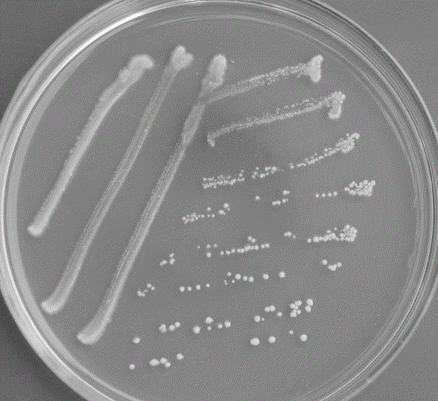 A strain of Alcaligenes faecalis bxo-4 and its application