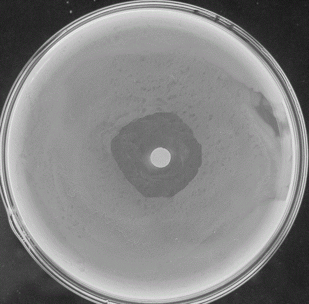 A strain of Alcaligenes faecalis bxo-4 and its application