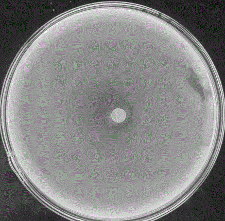 A strain of Alcaligenes faecalis bxo-4 and its application