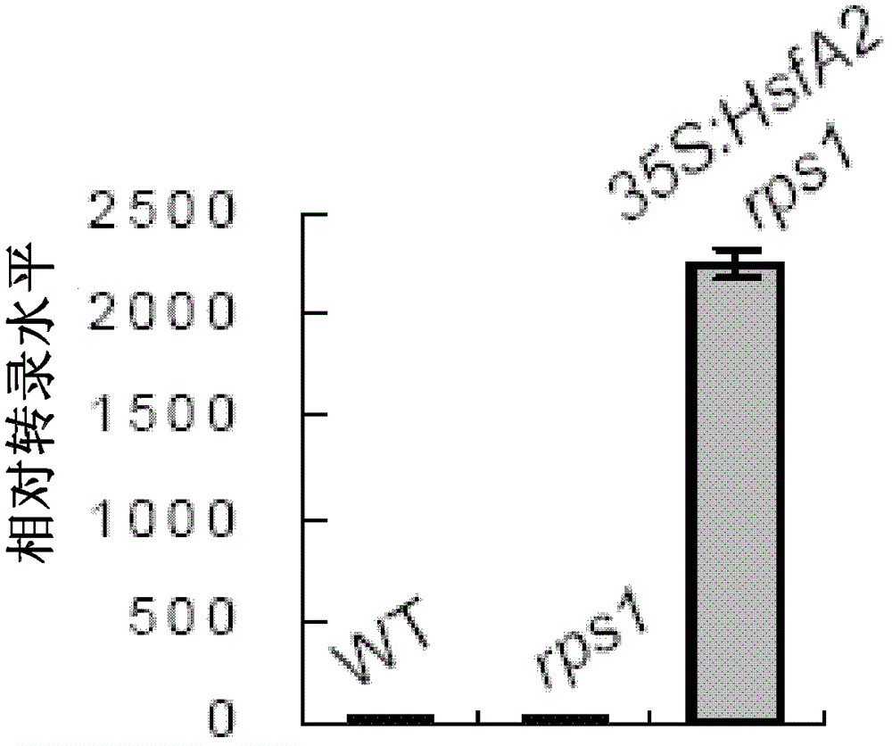 A plant thermotolerance-related protein that maintains the stability of thylakoid membranes and its application