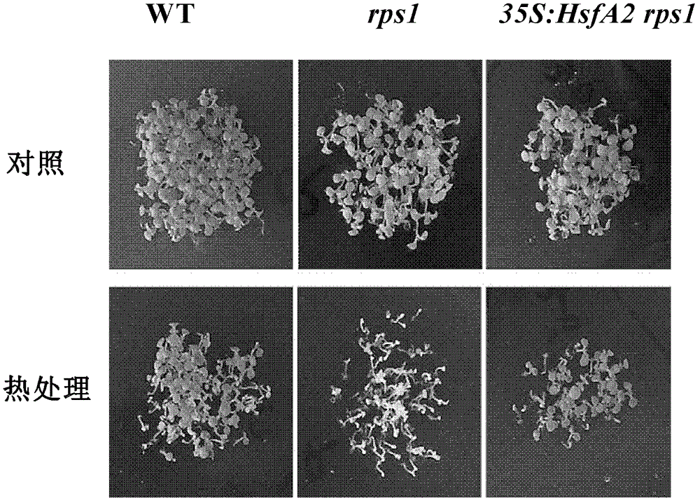 A plant thermotolerance-related protein that maintains the stability of thylakoid membranes and its application