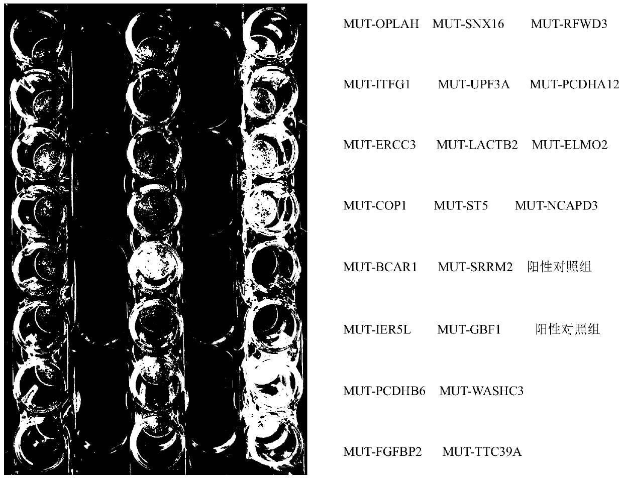 Method for detecting cytokines secreted by specific T cells in lung cancer or intestinal cancer