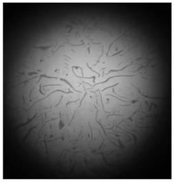 Nucleating agent used for improving graphite form in gray pig iron and preparing process thereof