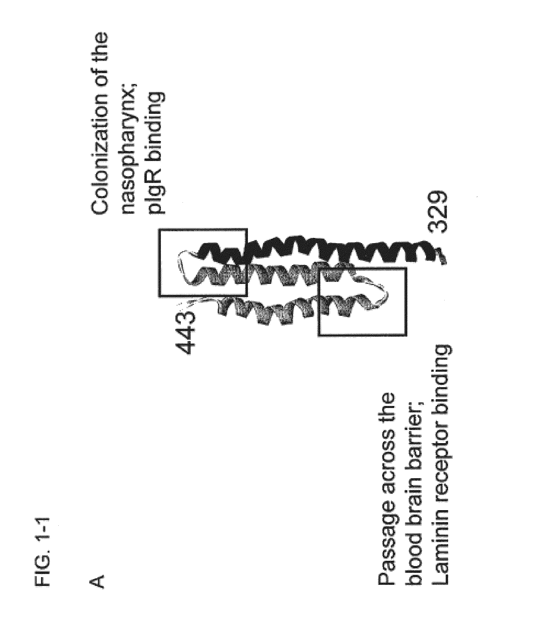 Synthetic Streptococcus pneumoniae vaccine