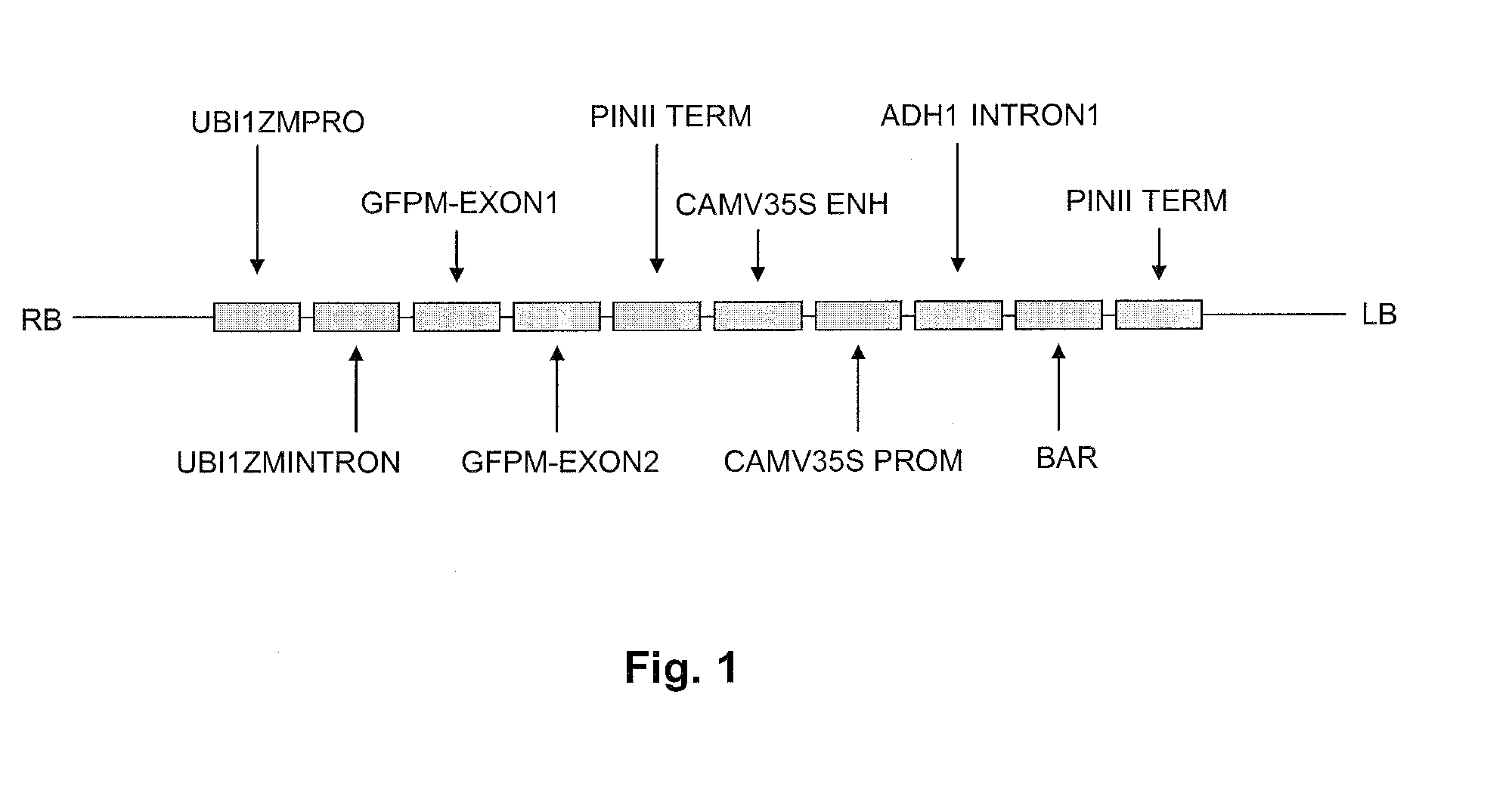 Production of progenitor cereal cells