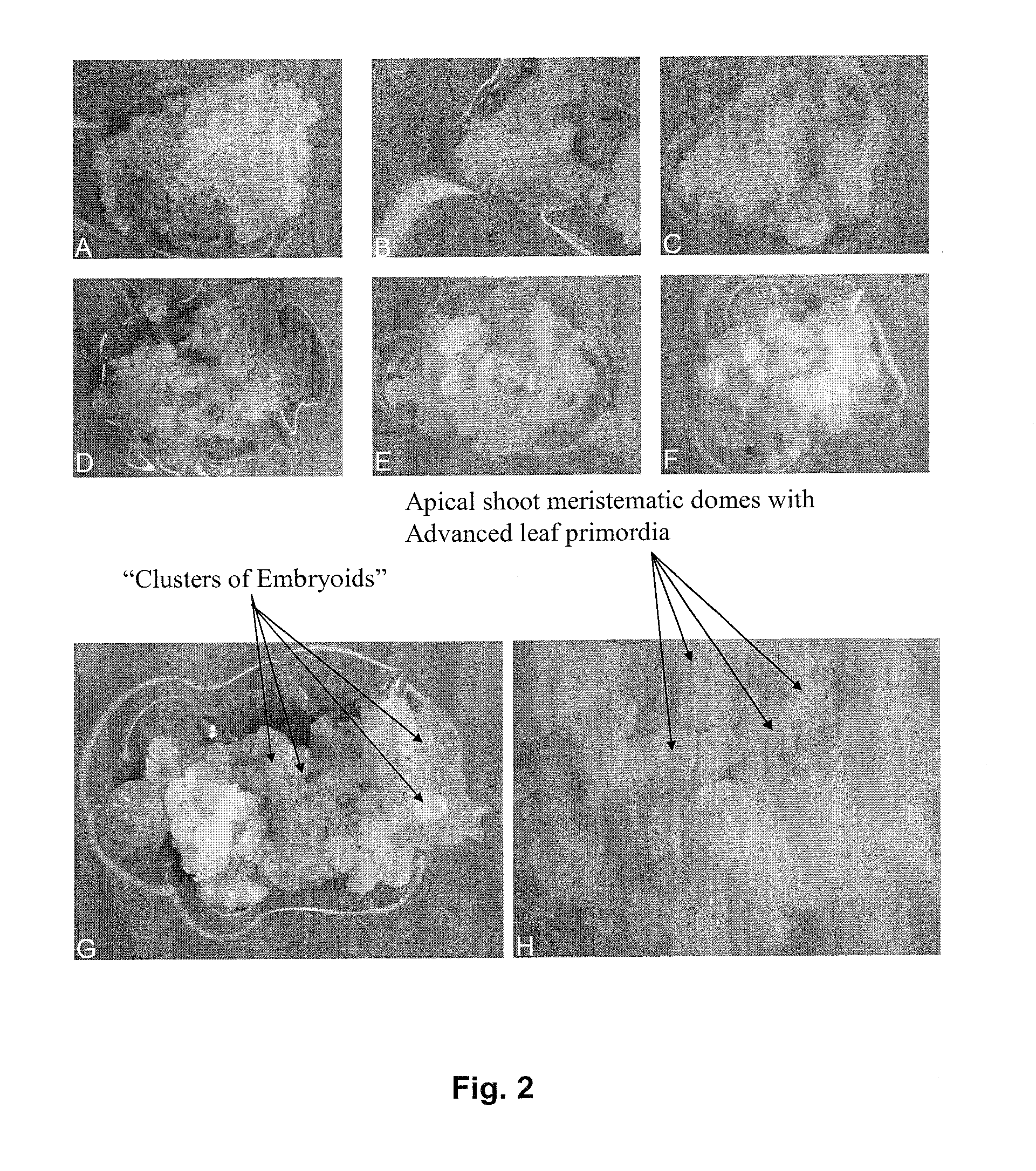 Production of progenitor cereal cells