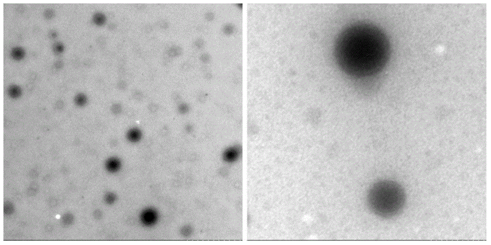 Fatty-acid-binding alhumin-drug nanoparticle lyophilized preparation and preparation method thereof