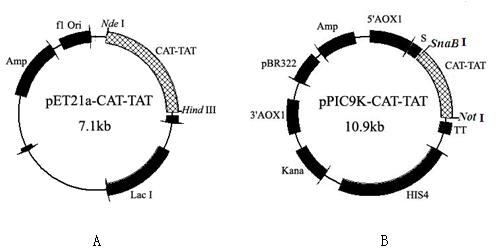 Gene for coding catalase as well as preparation method and application thereof