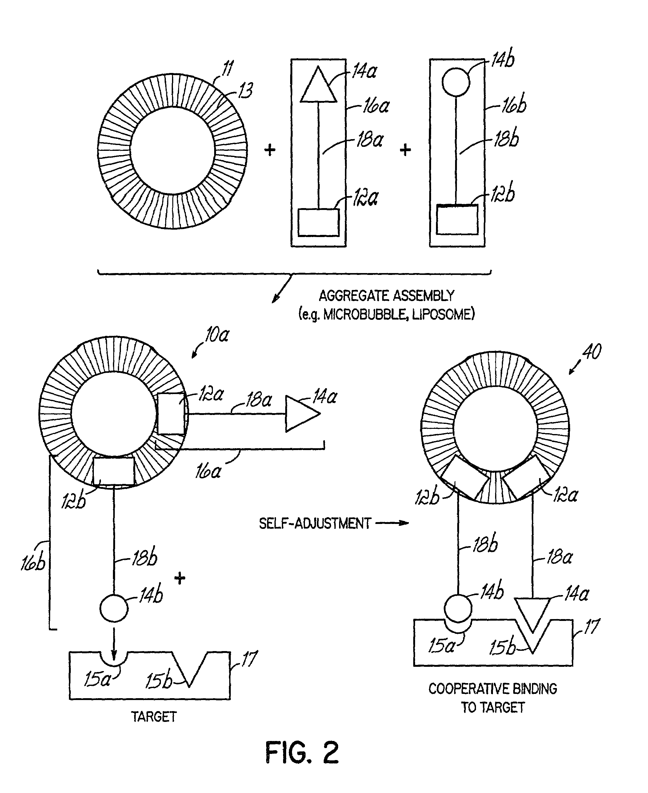 Multicomponent assemblies having enhanced binding properties for diagnosis and therapy