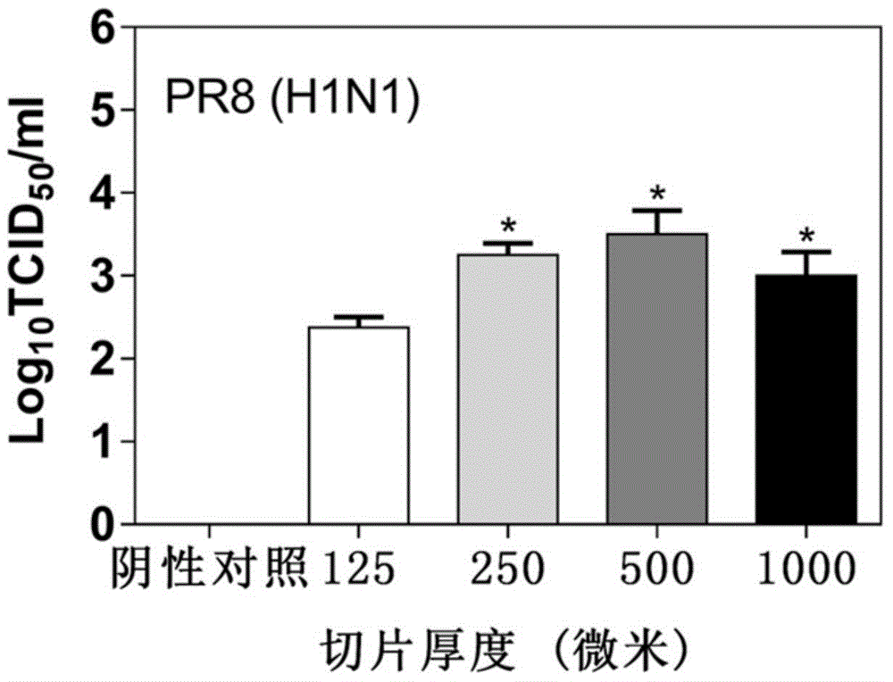 Living lung slicing based anti-influenza virus or anti-inflammatory drug screening model establishing method and application