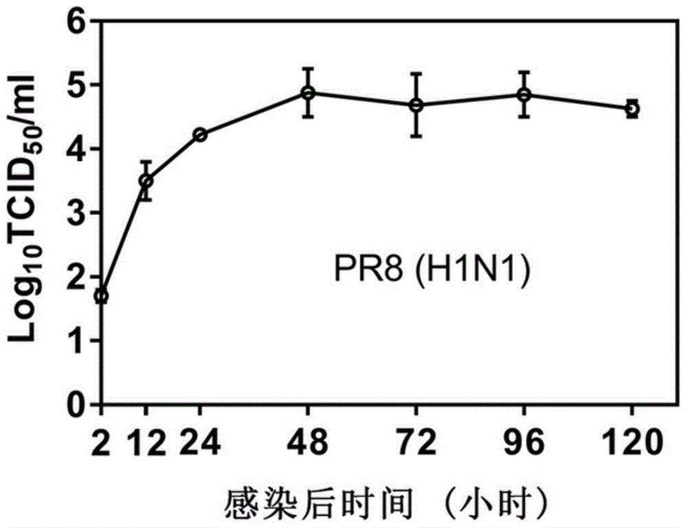 Living lung slicing based anti-influenza virus or anti-inflammatory drug screening model establishing method and application