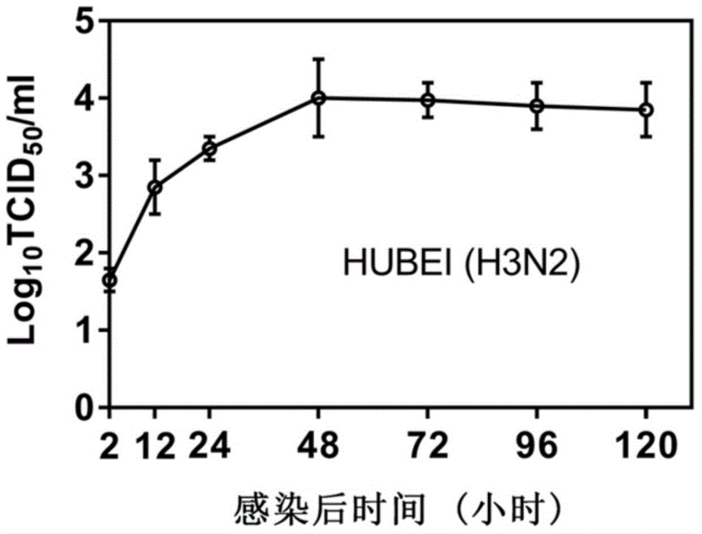 Living lung slicing based anti-influenza virus or anti-inflammatory drug screening model establishing method and application