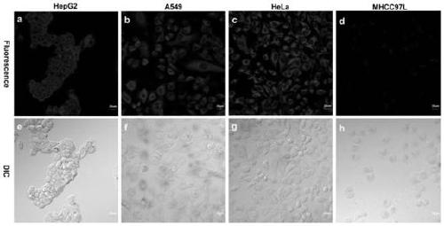 Near-infrared fluorescent probe and application thereof in detection of glutathione thiotransferase