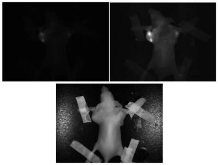 Near-infrared fluorescent probe and application thereof in detection of glutathione thiotransferase