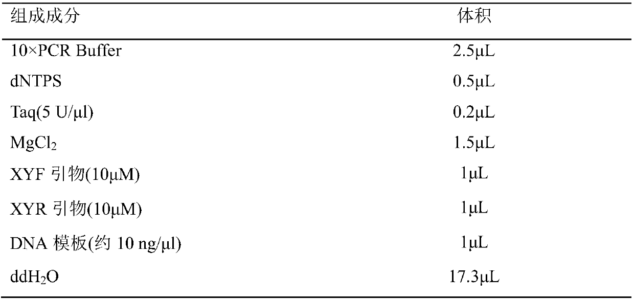 Molecular specific marker primer for identifying Chinese sturgeon, and method