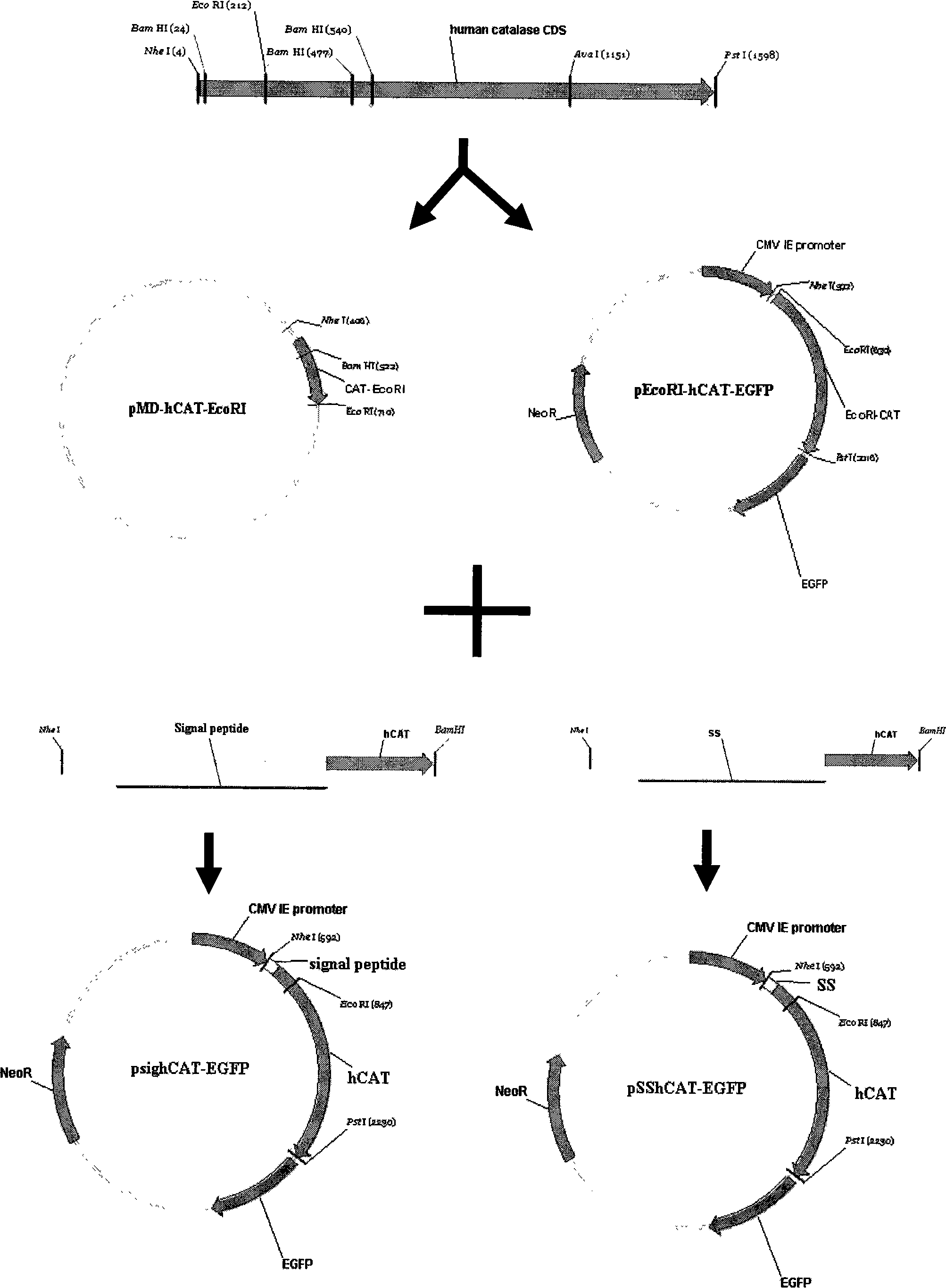 Method for improving secernment efficiency of recombined protein