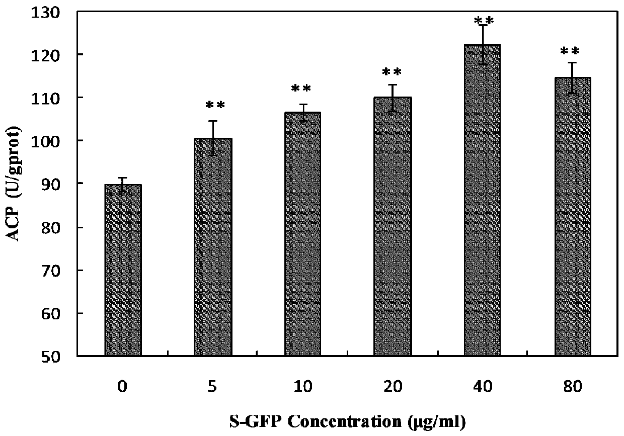 A kind of sulfated Grifola frondosa water-insoluble polysaccharide and its application