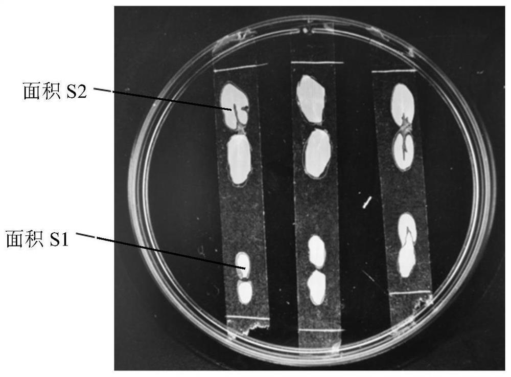 A rapid screening method for living organisms against Trichoderma