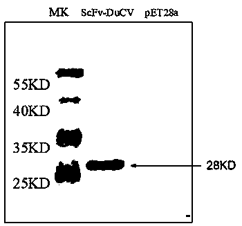 Anti-duck circovirus single-chain antibody and preparation method and application thereof