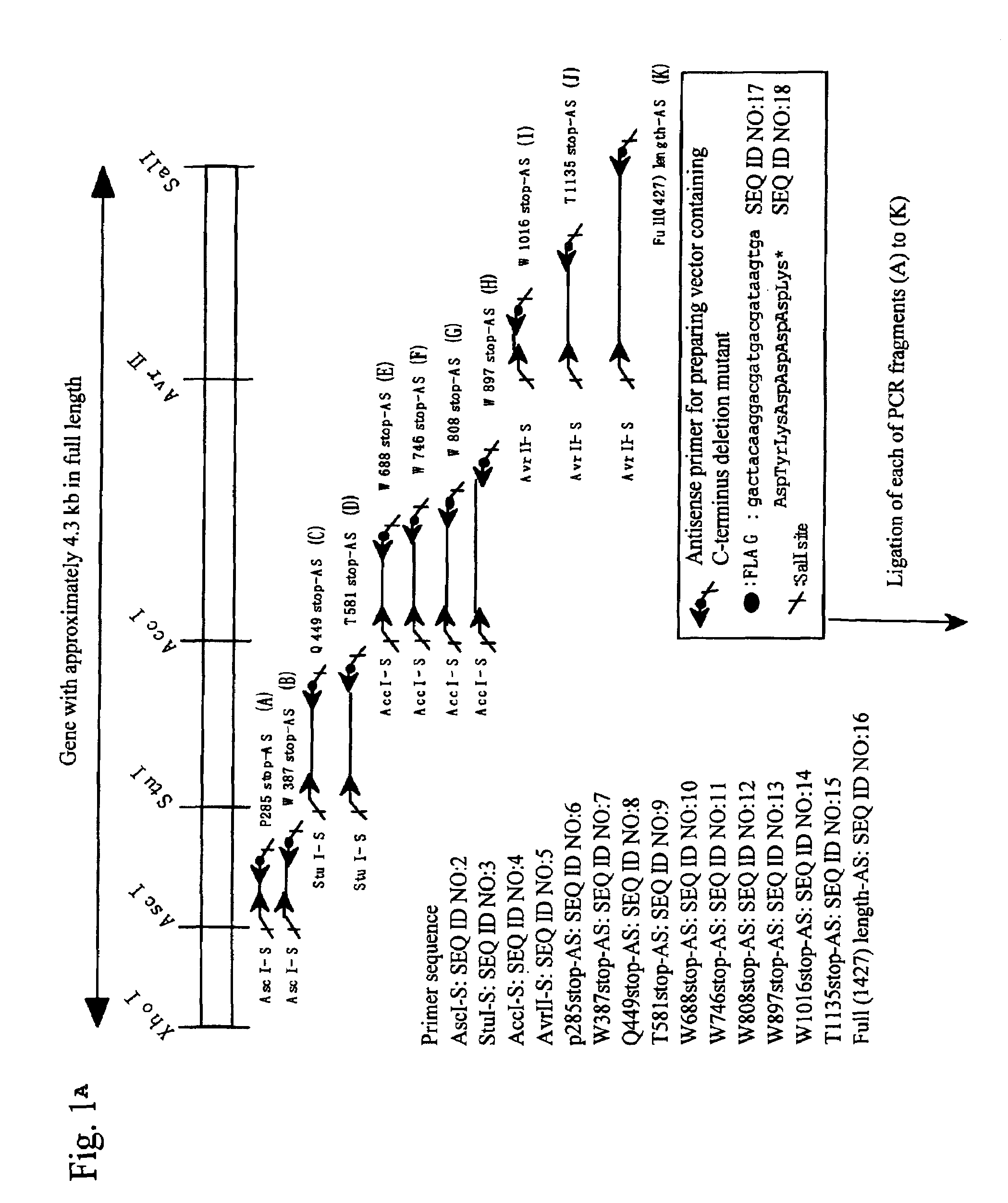 Construct comprising recognition domain of antibody against von Willebrand factor-specific cleaving enzyme