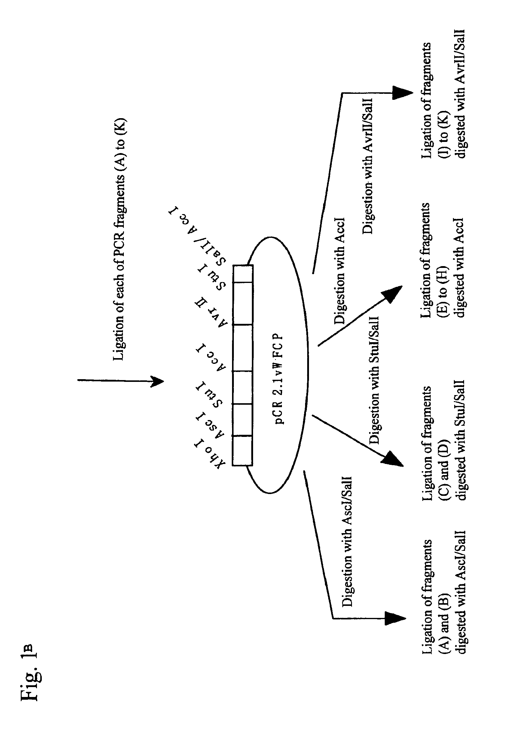 Construct comprising recognition domain of antibody against von Willebrand factor-specific cleaving enzyme