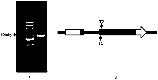 Method for improving content of 5-methyltetrahydrofolate by gene knockout