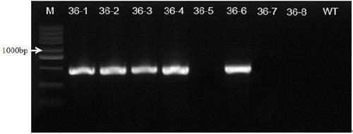 Method for improving content of 5-methyltetrahydrofolate by gene knockout