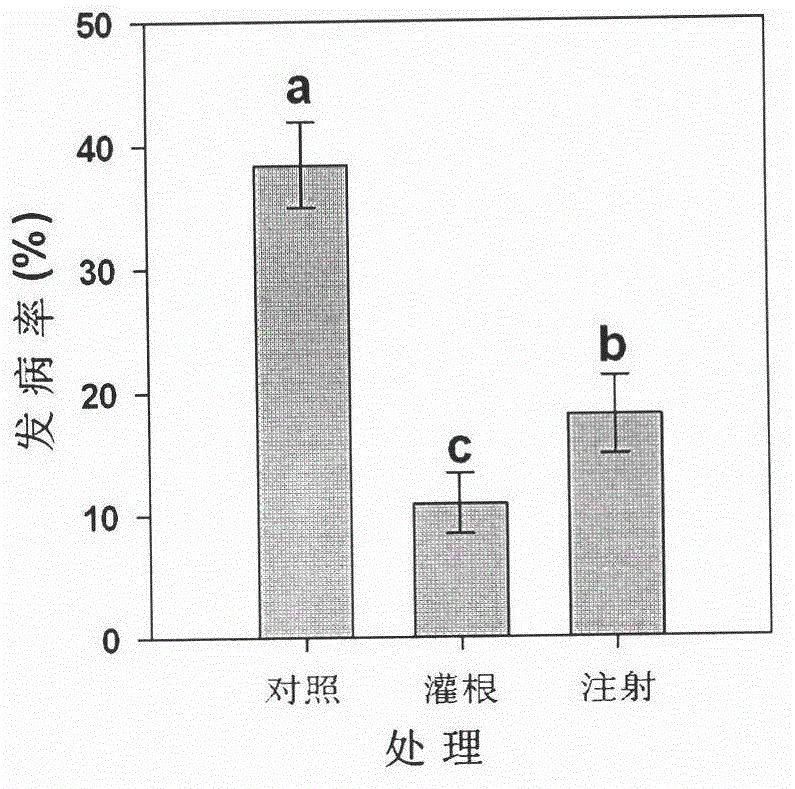 Microorganism plant vaccine capable of controlling tomato bacterial wilt disease